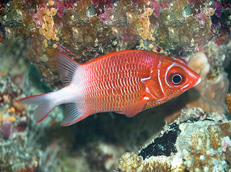 squirrelfish coral reef habitat and nocturnal behavior