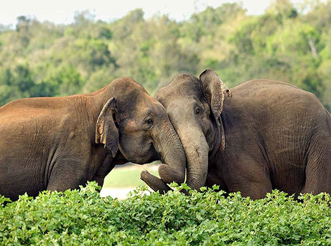 sri lankan elephant and large herbivore in forest