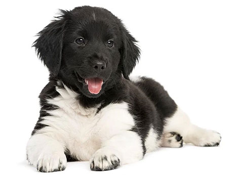 stabyhoun and sporting breed characteristics