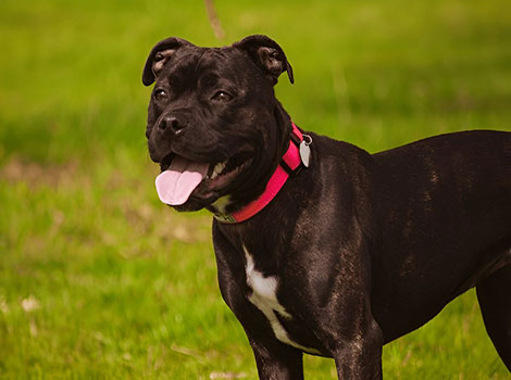 staffordshire bull terrier loyal temperament and muscular build