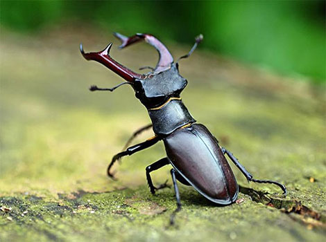 stag-beetle-forest-defender