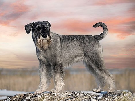 standard schnauzer and active breed features