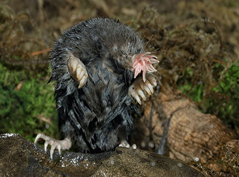 star-nosed mole and wetland creature with sensory appendages