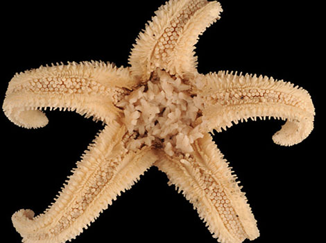 starfish limb regeneration and tropical marine habitat