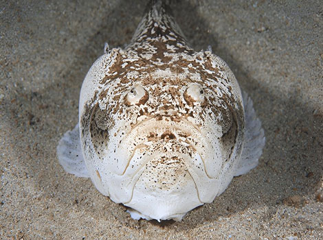 stargazer fish sand habitat and ambush predator