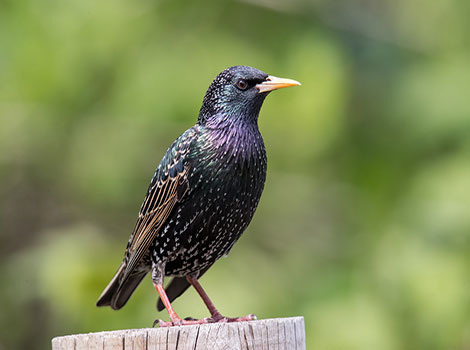starling flocking behavior and iridescent plumage