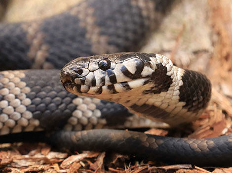 stephens banded snake and australian forest dweller
