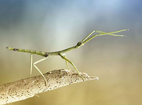 stick insect and natural mimicry