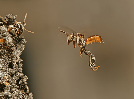stingless bee pollinator tropical habitat and black coloring