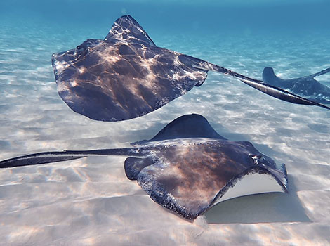 stingray shallow coastal water and flat body adaptations