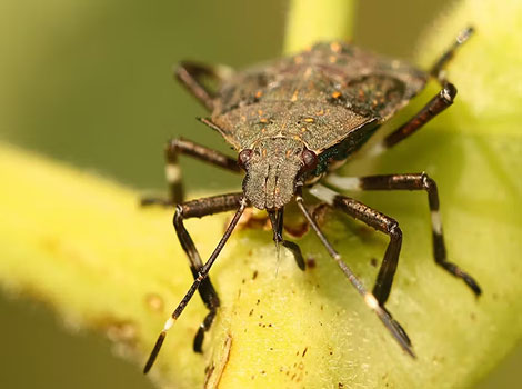 stinkbug defense secretion and predator-repelling stance