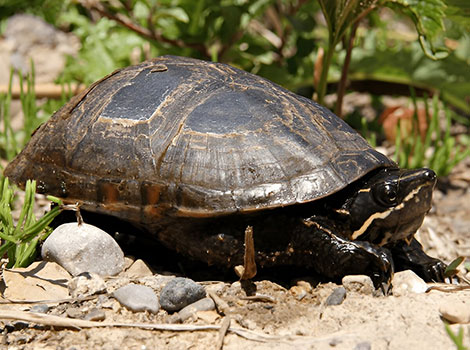 stinkpot turtle shallow water and foul odor defense