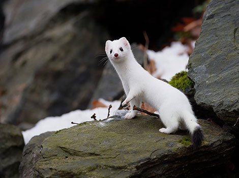 stoat black tail tip and winter adaptation