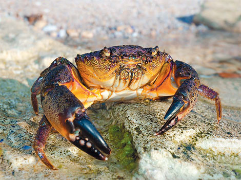 stone crab claws and coastal habitat