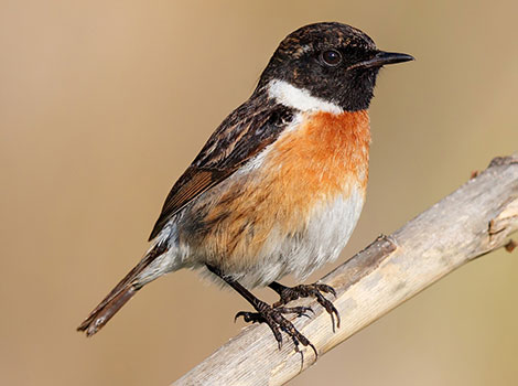 stonechat passerine bird and open grassland habitat