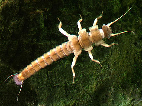 stonefly nymph aquatic habitat and anatomy details