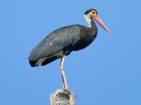 storms stork tropical wetland habitat and rare bird species