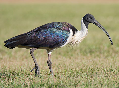 straw-necked ibis showing its unique neck feathers and long downcurved bill