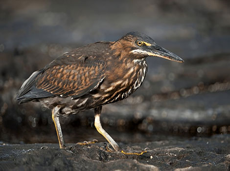 striated heron and mangrove habitat bird