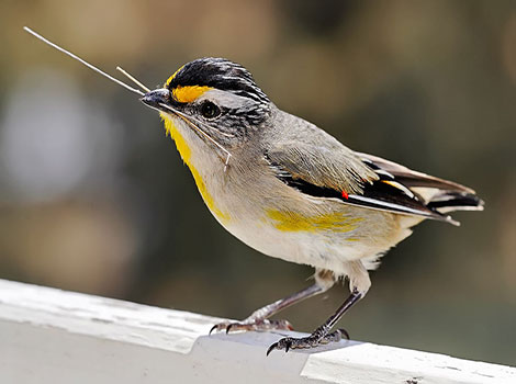 striated pardalote seasonal migration and eucalyptus woodland habitat