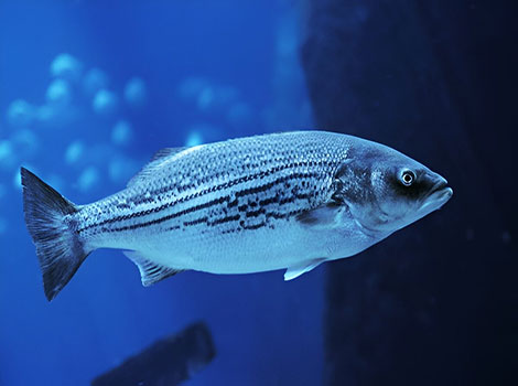 striped bass and freshwater ecosystem