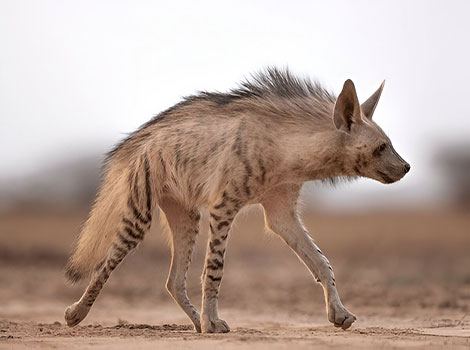 striped hyena nocturnal habits and defensive posture in habitat