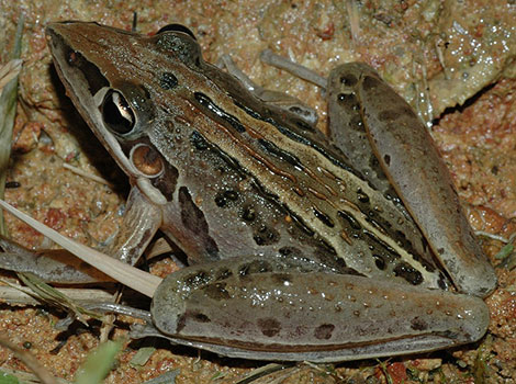 striped rocket frog long body and striped markings