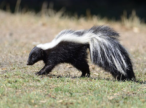 striped skunk and defensive posture