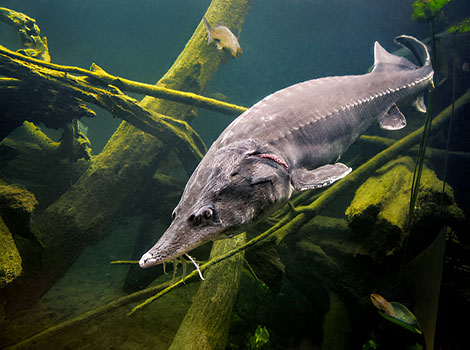 sturgeon freshwater habitat and long evolutionary lifespan