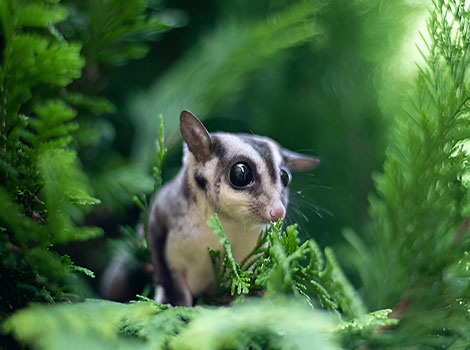 sugar glider gliding between trees in forest habitat