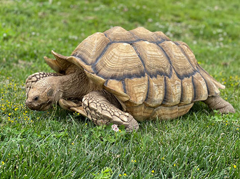 sulcata tortoise desert habitat and burrowing behavior
