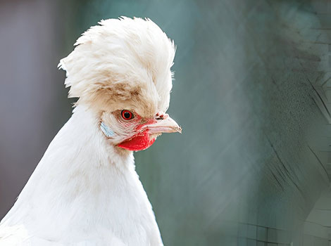 sultan chicken and royal palace breed