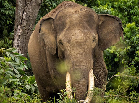 sumatran elephant in tropical forest with smaller build