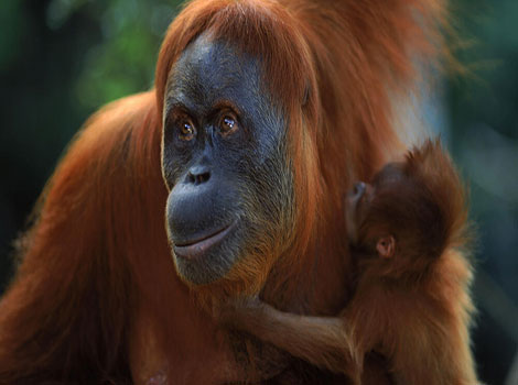sumatran orangutan and arboreal great ape