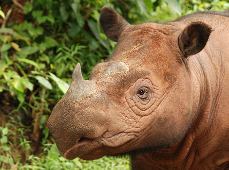 Sumatran Rhinoceros (Dicerorhinus sumatrensis) in dense mountain forests of Sumatra, June 2023