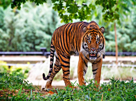 sumatran tiger camouflage and dense tropical rainforest habitat