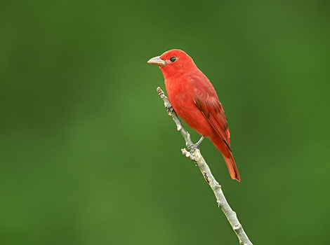summer tanager bright plumage and perched in natural habitat