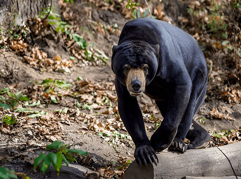 sun bear climbing tree with long tongue for honey