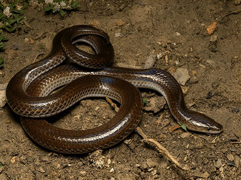 sunbeam snake and fossorial iridescent reptile