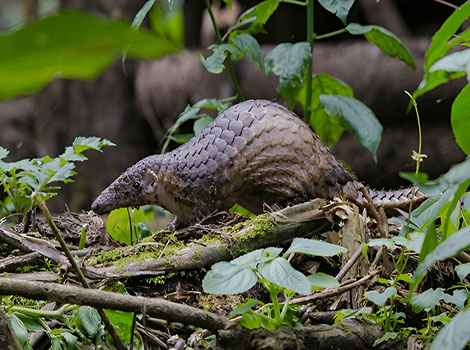 sunda pangolin and arboreal scaled mammal