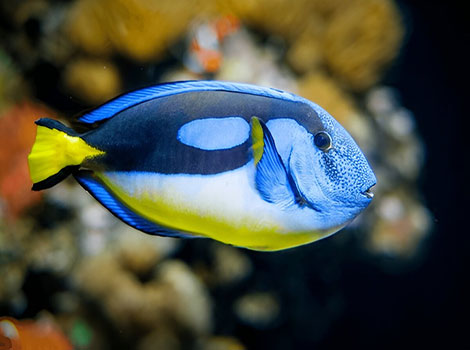 surgeonfish and coral reef algae grazer