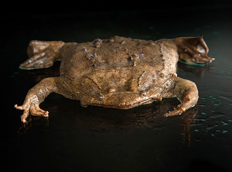 surinam toad flat body and rainforest habitat