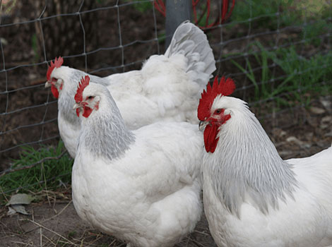 sussex chicken backyard foraging and adaptable breed