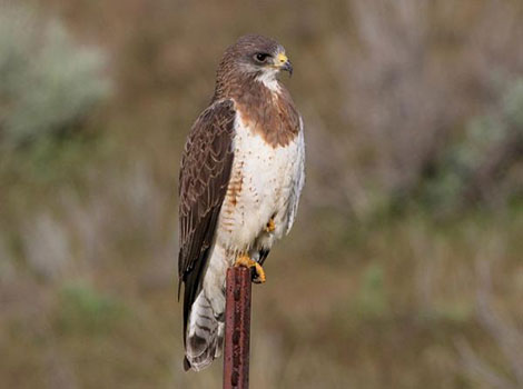 swainson's hawk and migratory bird of prey