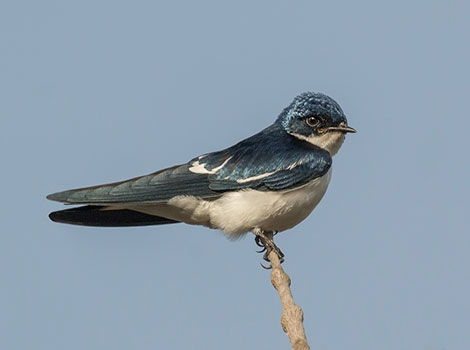 barn swallow migration and flight agility in open habitat