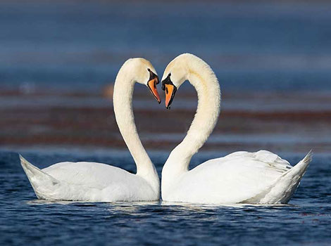 swans largest waterfowl and aquatic birds