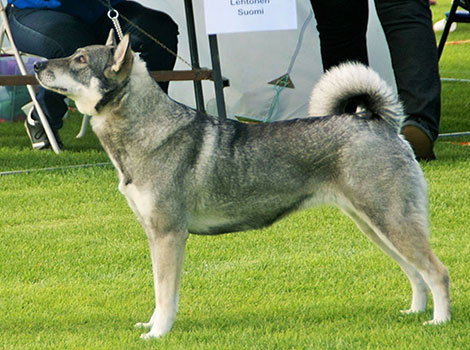 swedish elkhound nordic habitat and adventurous nature