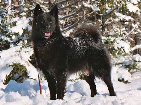 swedish lapphund and spitz breed