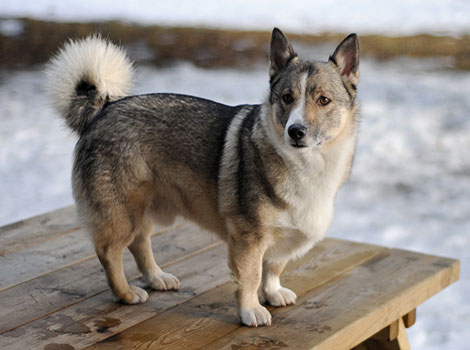 swedish vallhund and herding abilities