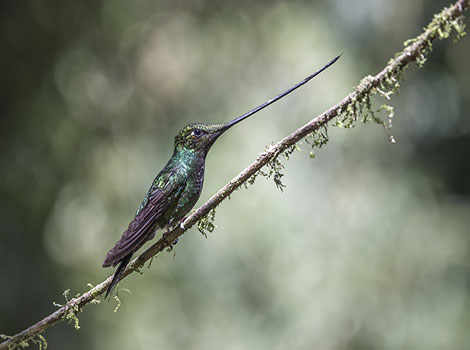 sword-billed hummingbird long bill and andean montane habitat